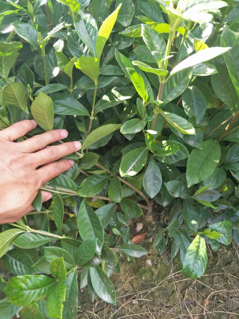 大叶栀子花