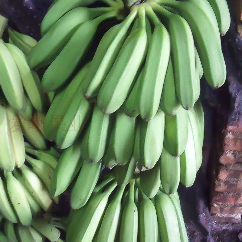香蕉福建南靖大芭蕉5斤装包邮非普通香蕉米蕉粉蕉皇帝蕉红皮