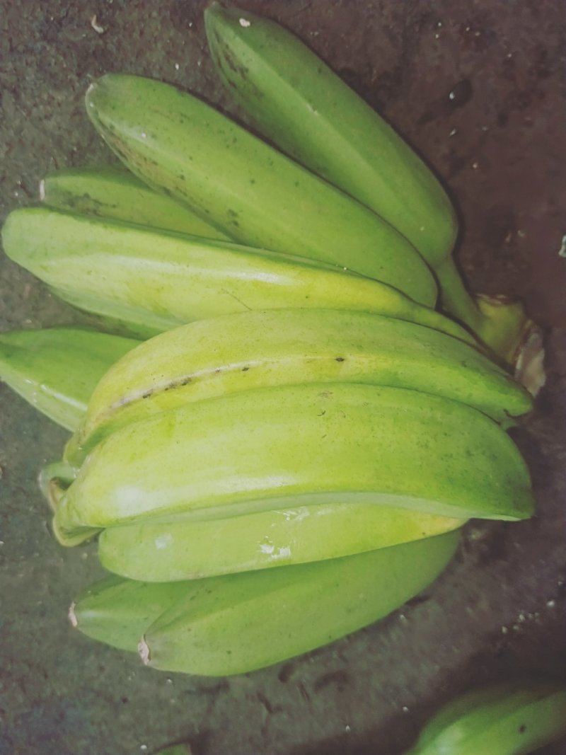 香蕉福建南靖大芭蕉5斤装包邮非普通香蕉米蕉粉蕉皇帝蕉红皮