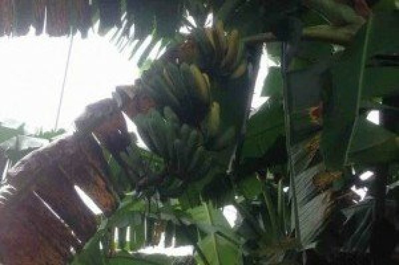 香蕉福建南靖大芭蕉5斤装包邮非普通香蕉米蕉粉蕉皇帝蕉红皮