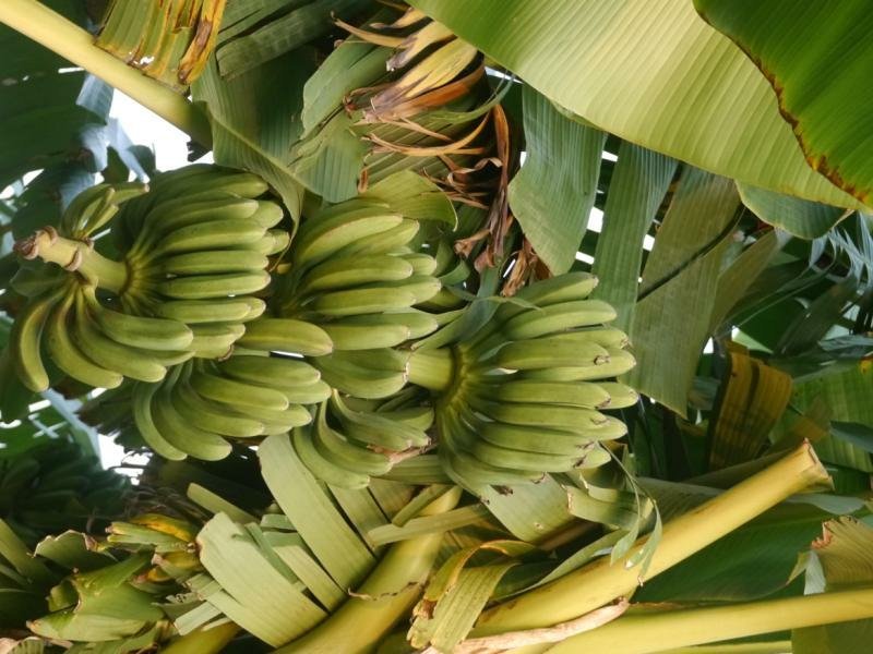 香蕉福建南靖大芭蕉5斤装包邮非普通香蕉米蕉粉蕉皇帝蕉红皮