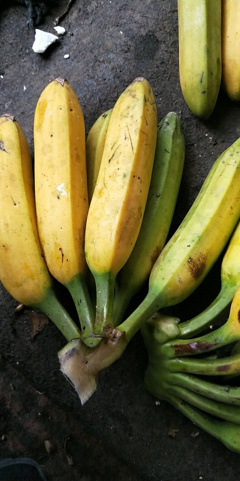 香蕉福建南靖大芭蕉5斤装包邮非普通香蕉米蕉粉蕉皇帝蕉红皮