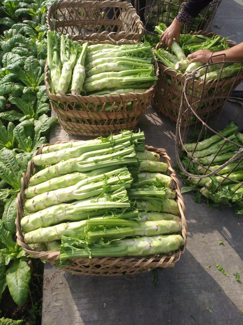 花叶棒菜（青棒薄皮）1.0斤以上