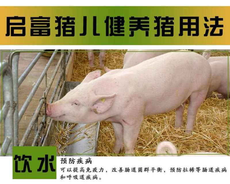 养猪em菌种豆渣潲水饲料发酵剂养猪专用益生菌