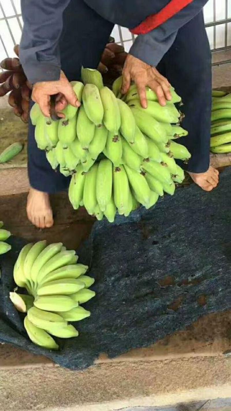 香蕉福建南靖米蕉5斤装包邮非广西小米蕉芭蕉