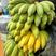 香蕉福建南靖米蕉5斤装包邮非广西小米蕉芭蕉