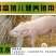 养猪益生菌小猪调理肠胃防拉稀专用em菌兽用促长剂