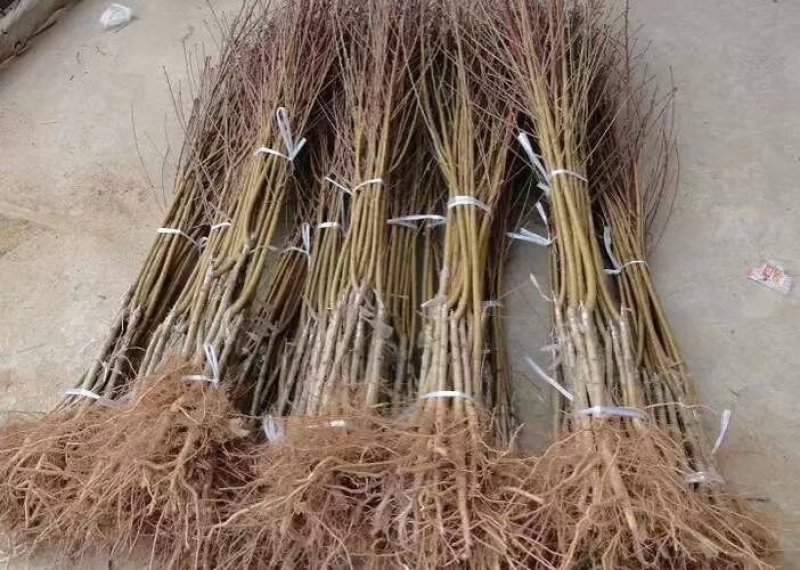 黄金蜜四号桃树苗品种纯正现挖现发技术指导