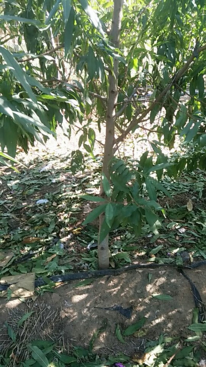 桃树苗，占地苗