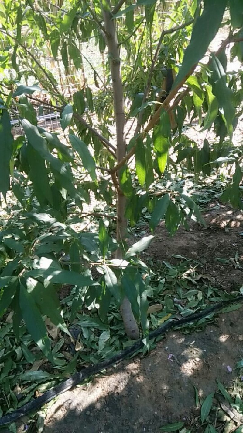 桃树苗，占地苗