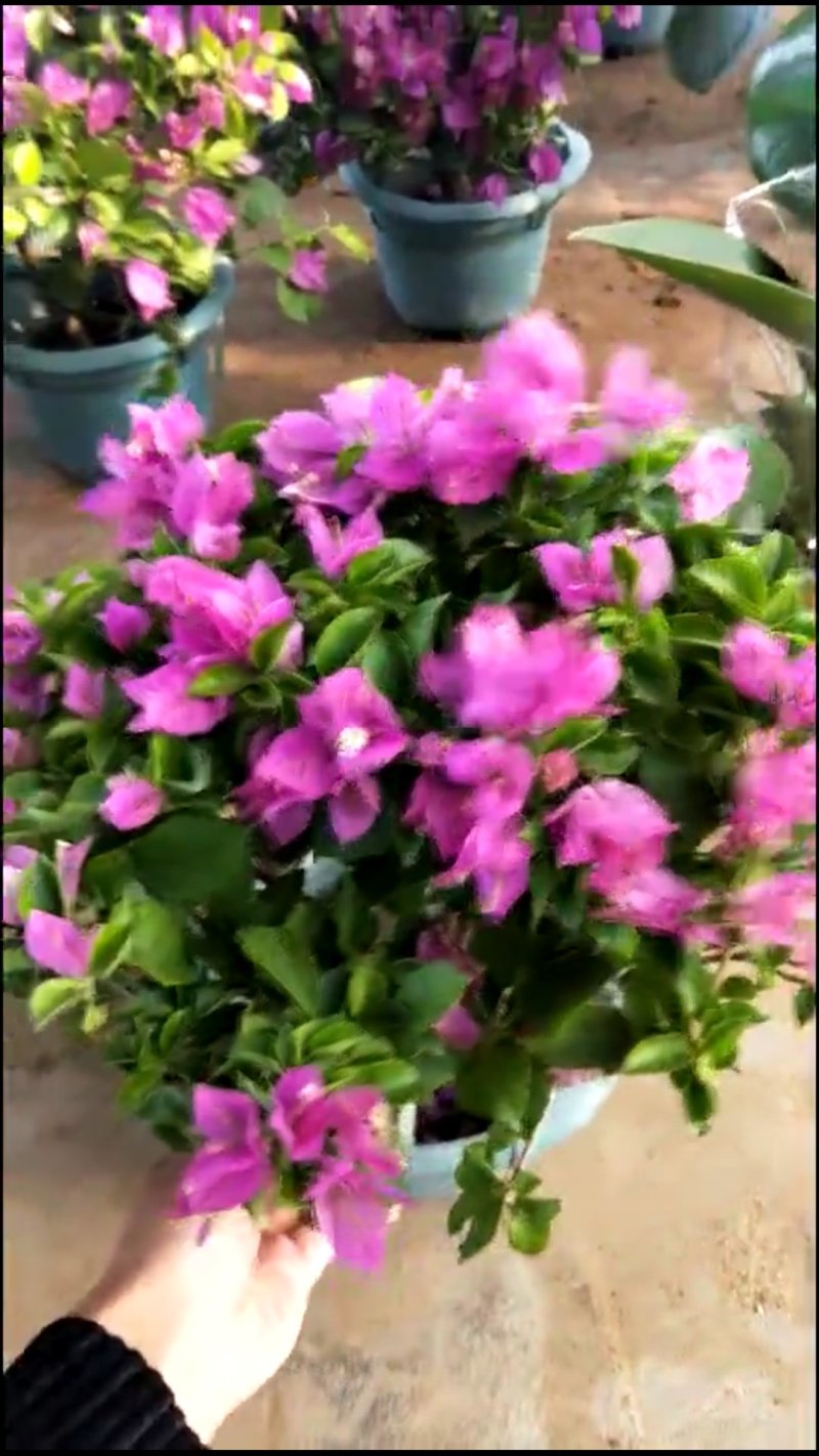 三角梅带花发货大小都有货货源充足