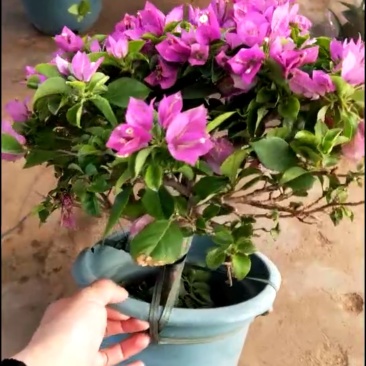 三角梅带花发货大小都有货货源充足