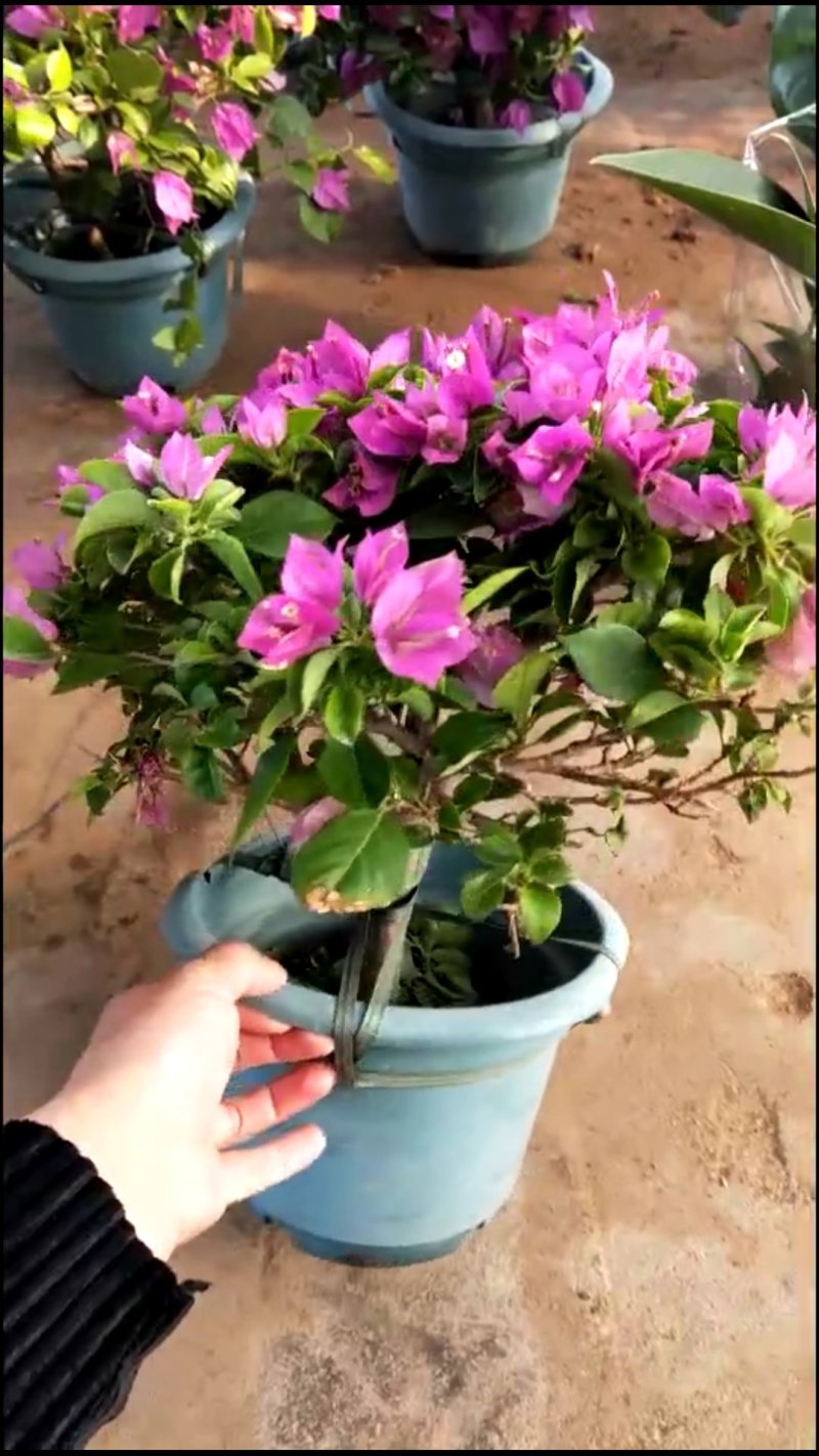 三角梅带花发货大小都有货货源充足