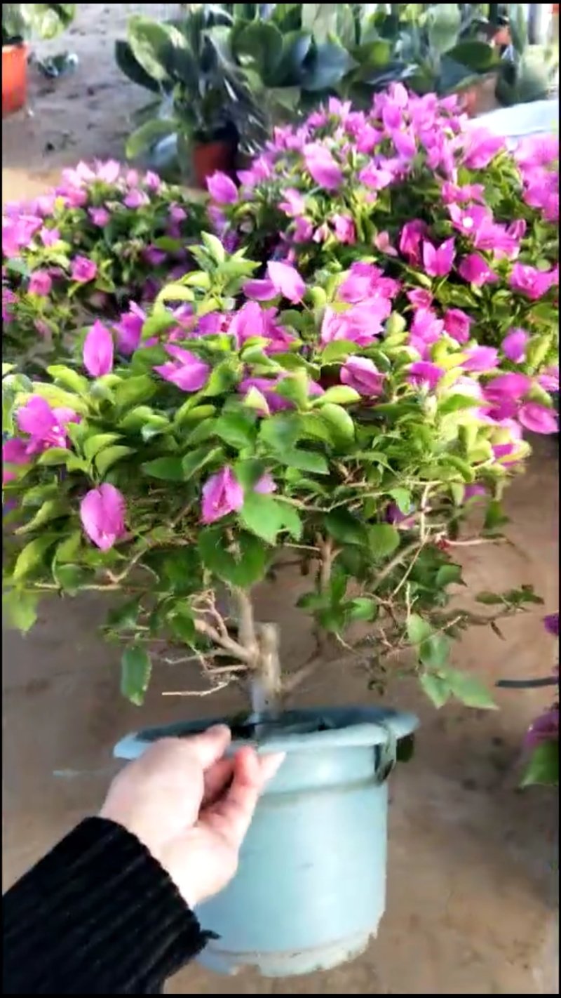 三角梅带花发货大小都有货货源充足