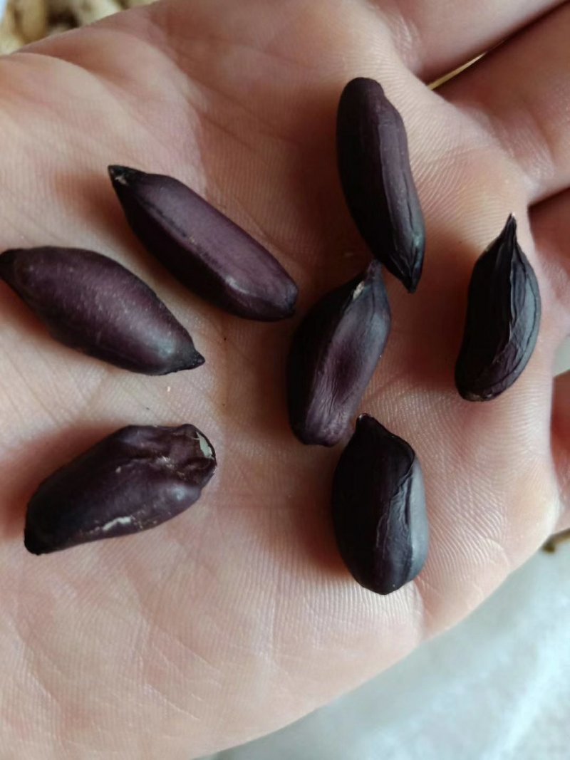2019年新货黑花生手工精选，价格美丽颗粒饱满均匀