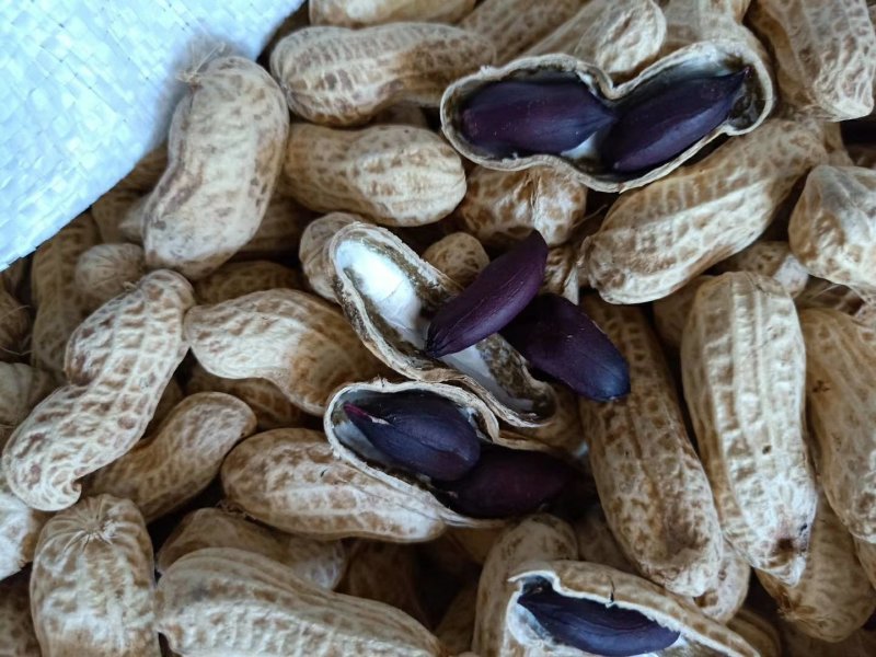 2019年新货黑花生手工精选，价格美丽颗粒饱满均匀