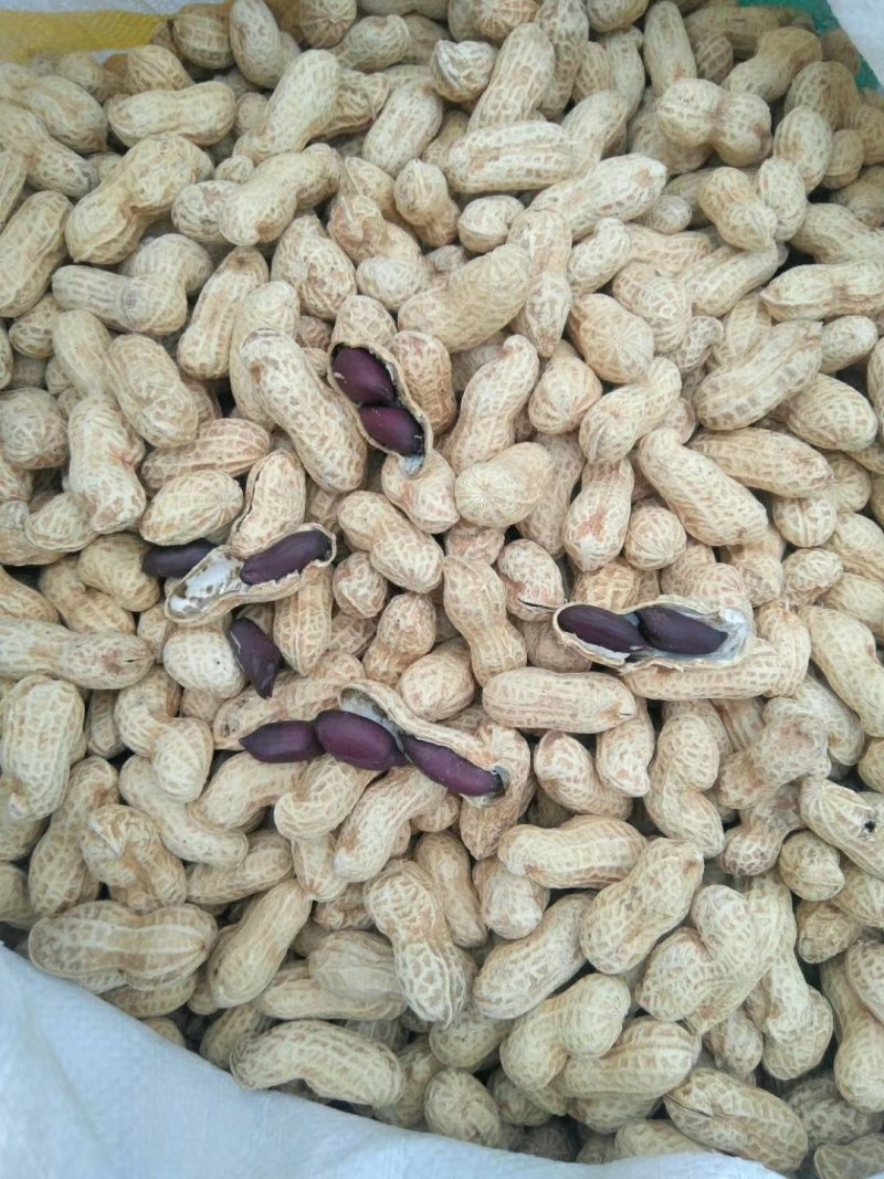2019年新货黑花生手工精选，价格美丽颗粒饱满均匀