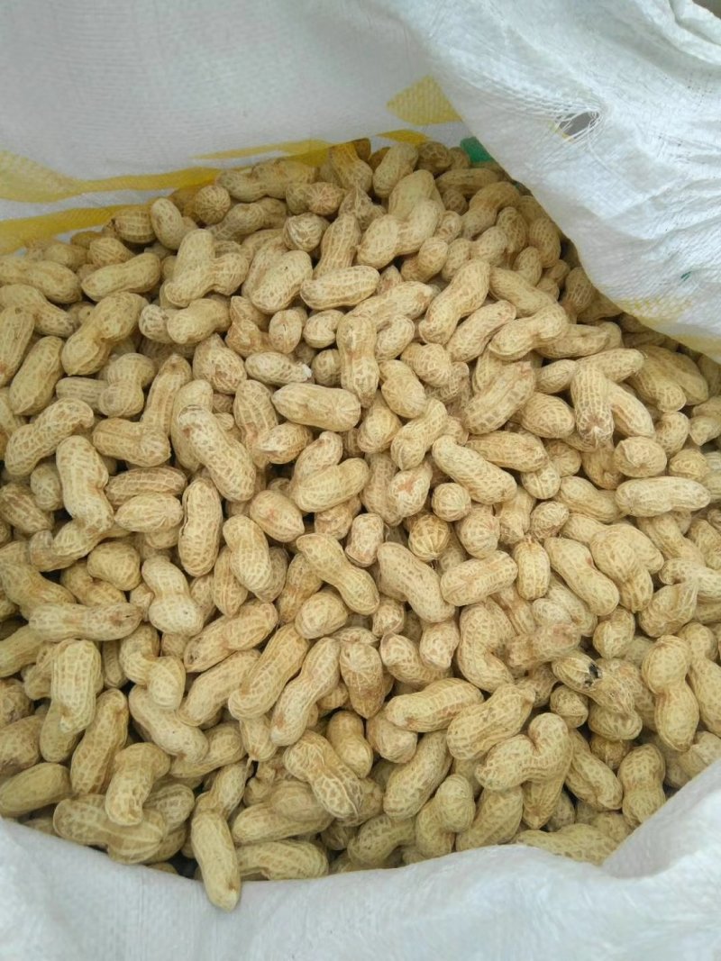 2019年新货黑花生手工精选，价格美丽颗粒饱满均匀