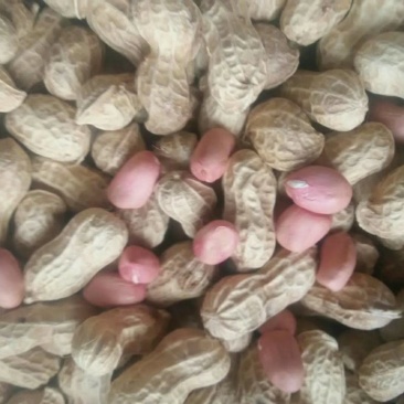 白皮花生果，颗粒饱满均匀