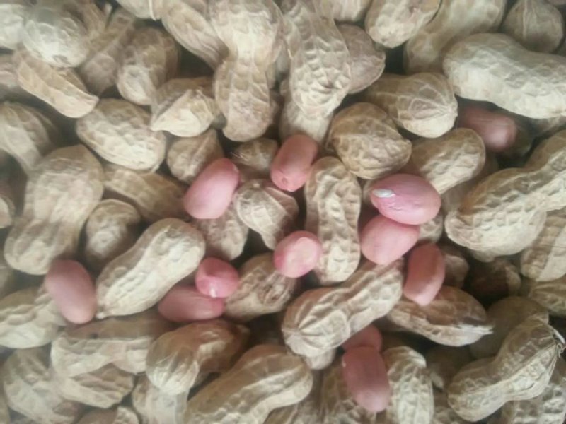 白皮花生果，颗粒饱满均匀