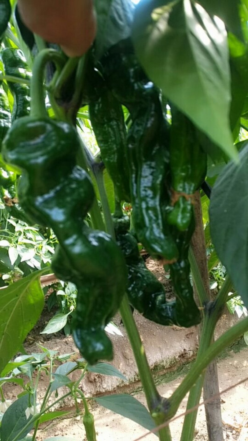 囧皮辣椒，7/15厘米，青黑色，（炒辣子鸡优选）