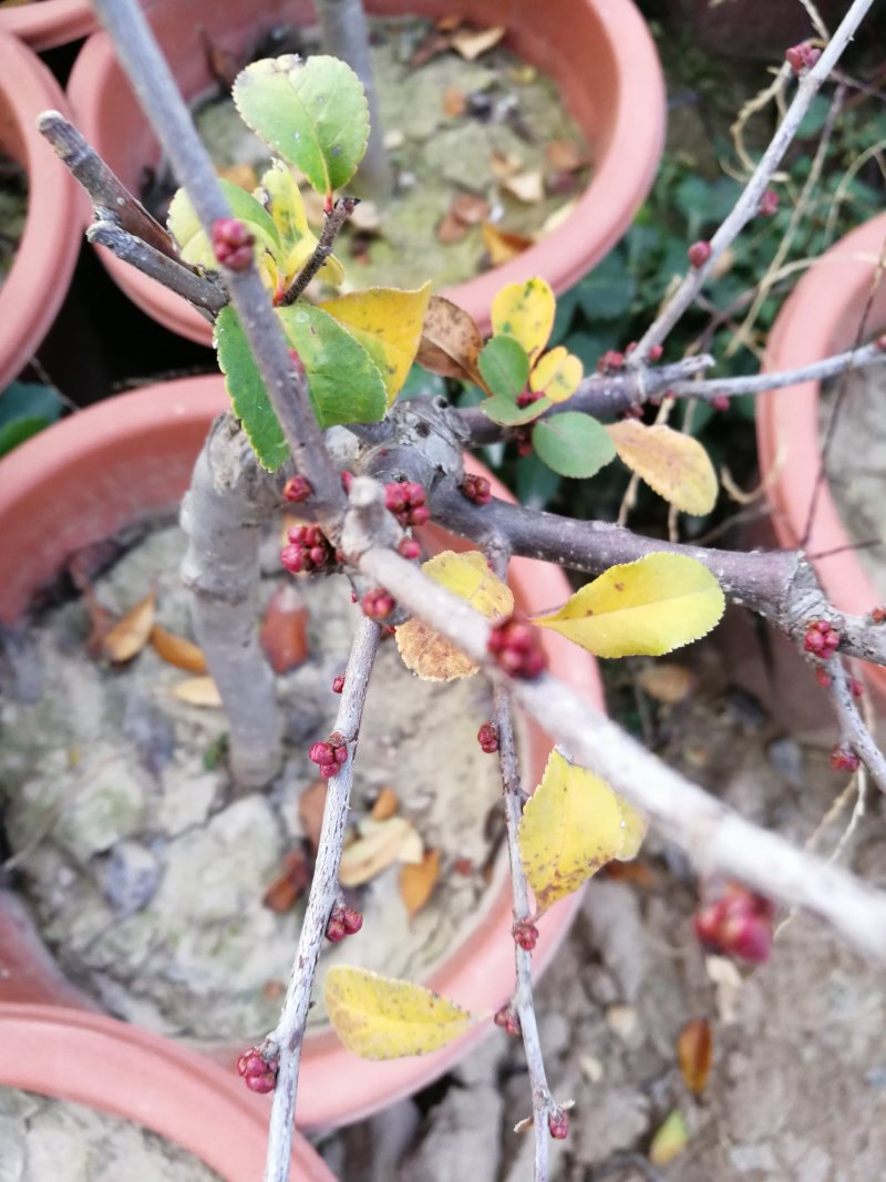 年宵花海棠长寿冠海棠基地直销