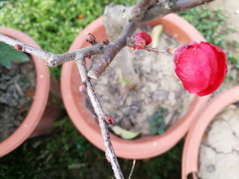 年宵花海棠长寿冠海棠基地直销