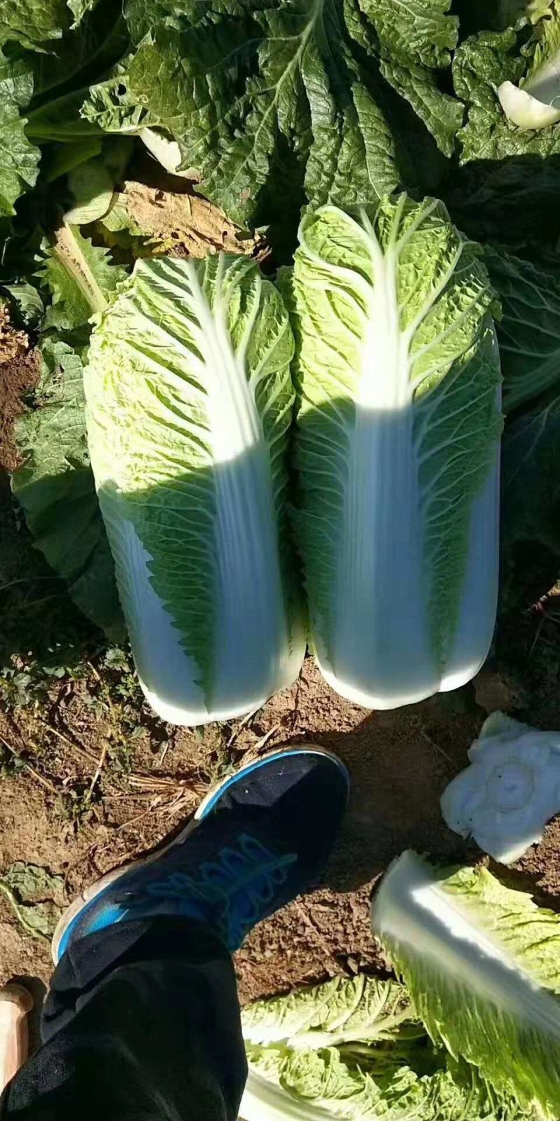 北京新三号大量供应！加工各种包装市场货酸菜厂储存货