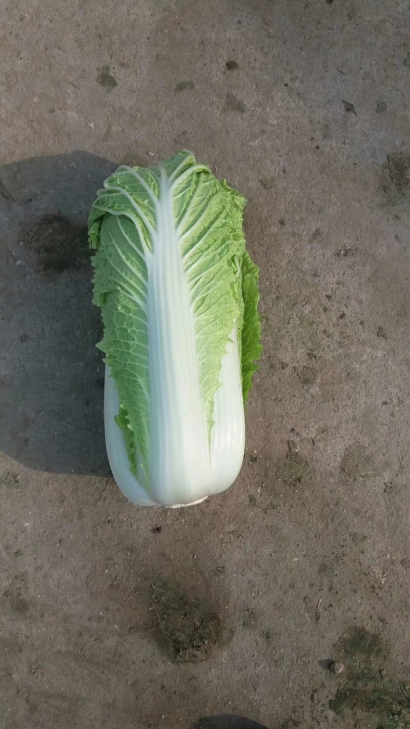 北京新三号大量供应！加工各种包装市场货酸菜厂储存货