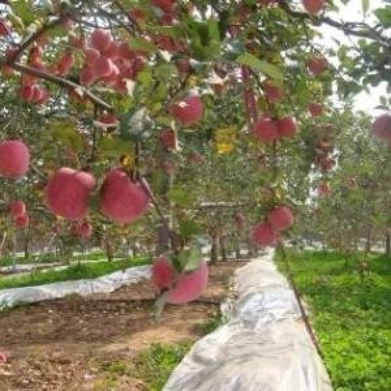 红富士苹果树苗品种保证纯度规格齐全产地直供量大优