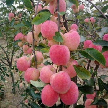 红富士苹果树苗品种保证纯度规格齐全产地直供量大优