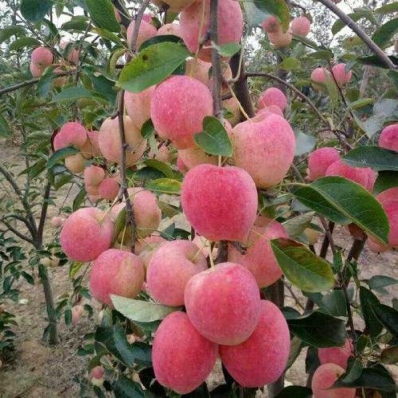 红富士苹果树苗品种保证纯度规格齐全产地直供量大优