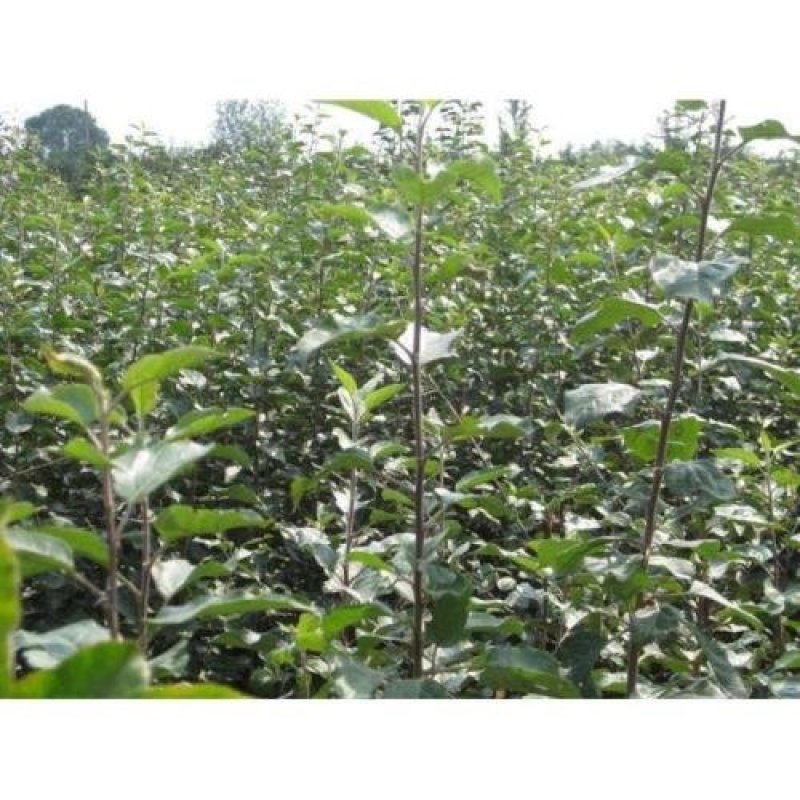 红富士苹果树苗品种保证纯度规格齐全产地直供量大优