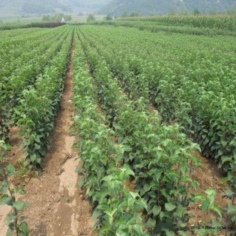 红富士苹果树苗品种保证纯度规格齐全产地直供量大优