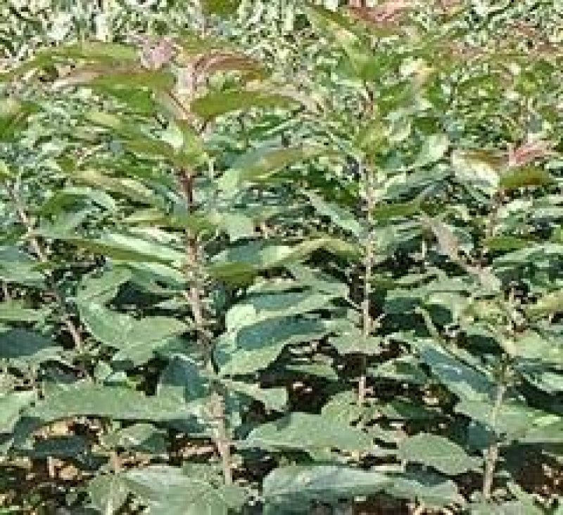 红富士苹果树苗品种保证纯度规格齐全产地直供量大优