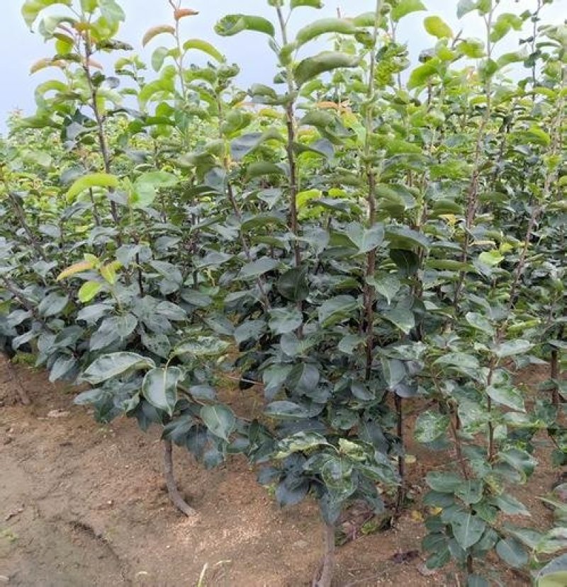 红富士苹果树苗品种保证纯度规格齐全产地直供量大优