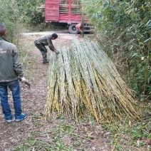供应大棚竹杆3-8米竹竿支撑杆斑竹百家竹楠竹
