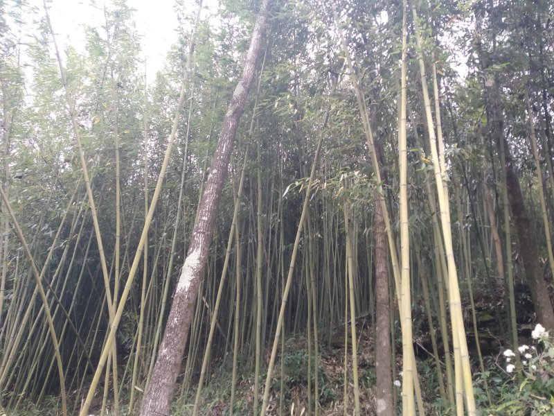 供应大棚竹杆3-8米竹竿支撑杆斑竹百家竹楠竹