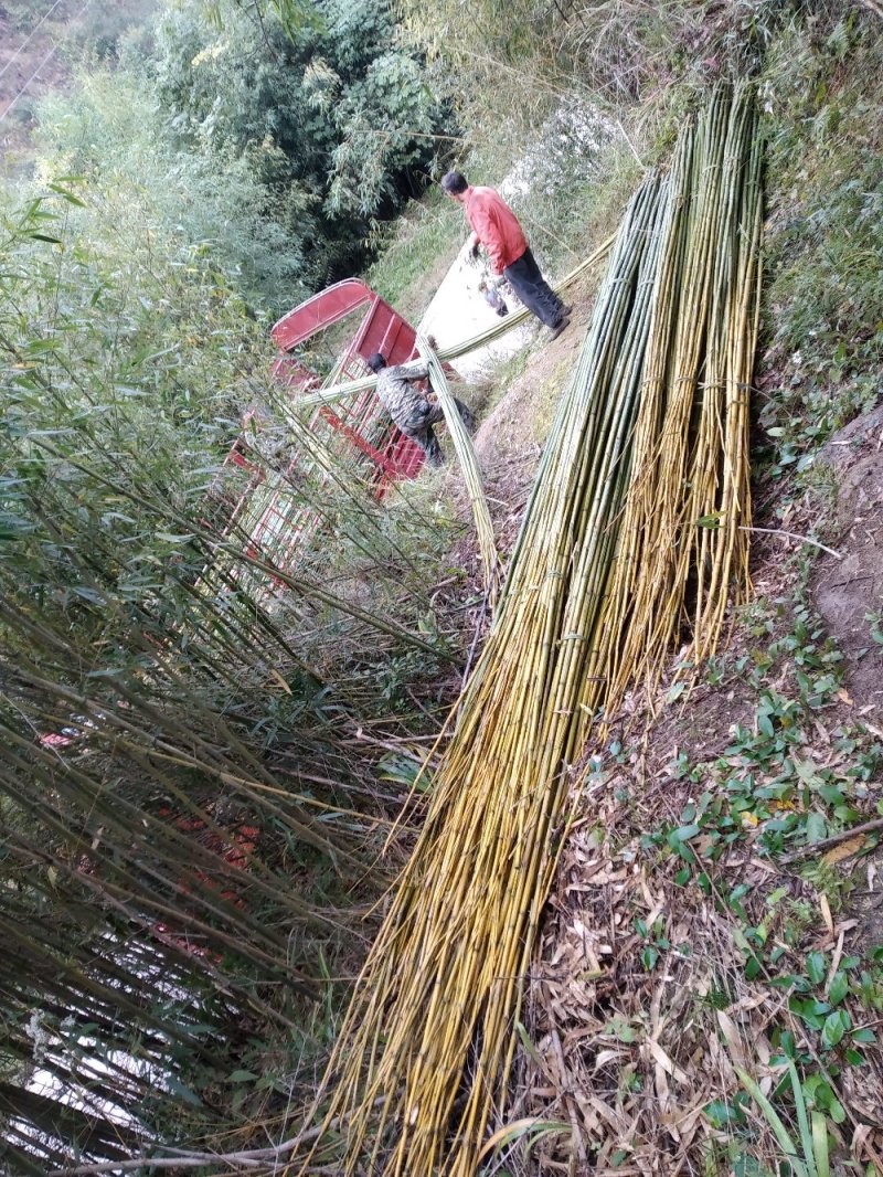 供应大棚竹杆3-8米竹竿支撑杆斑竹百家竹楠竹