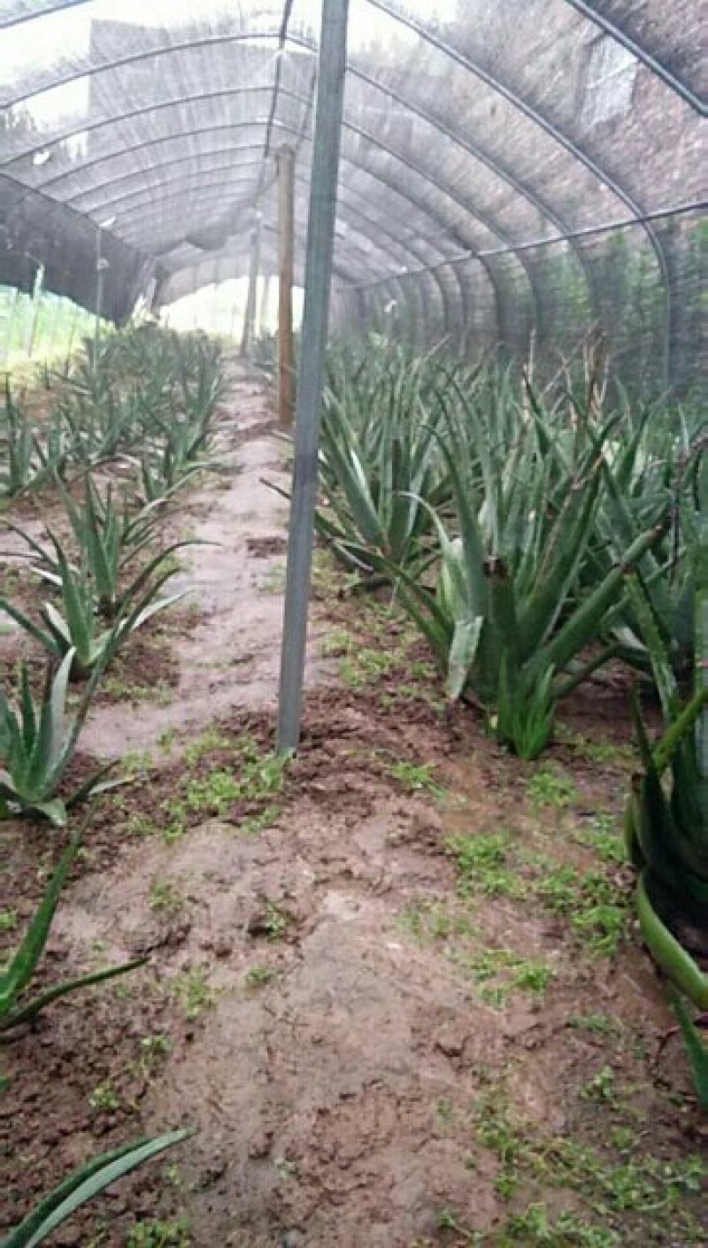 芦荟