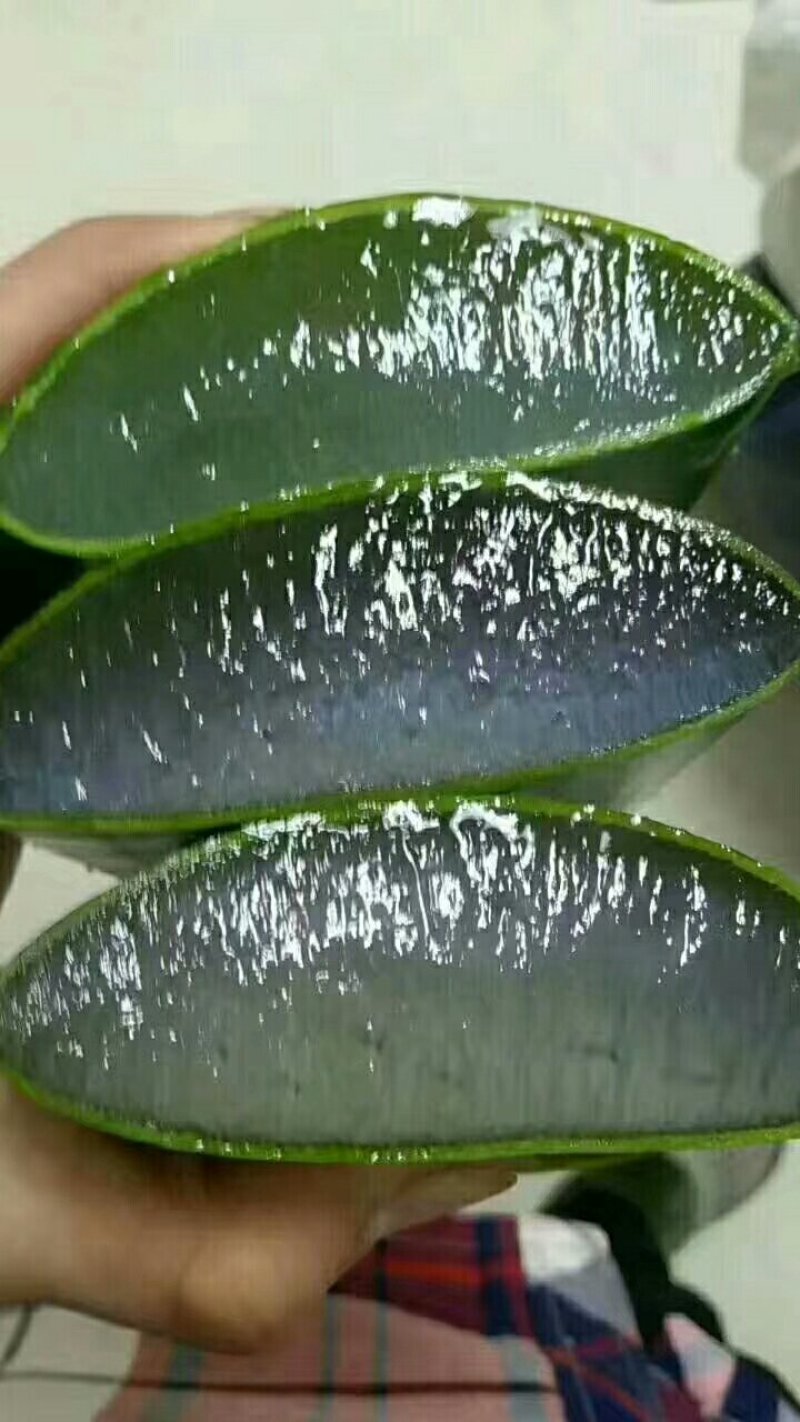 芦荟