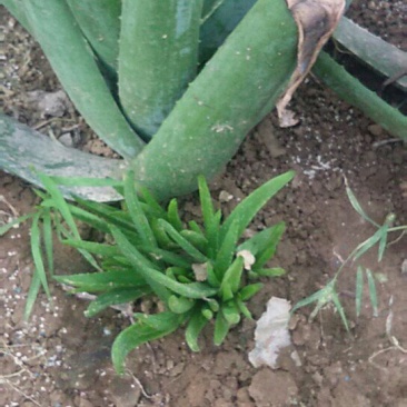 芦荟优质小苗