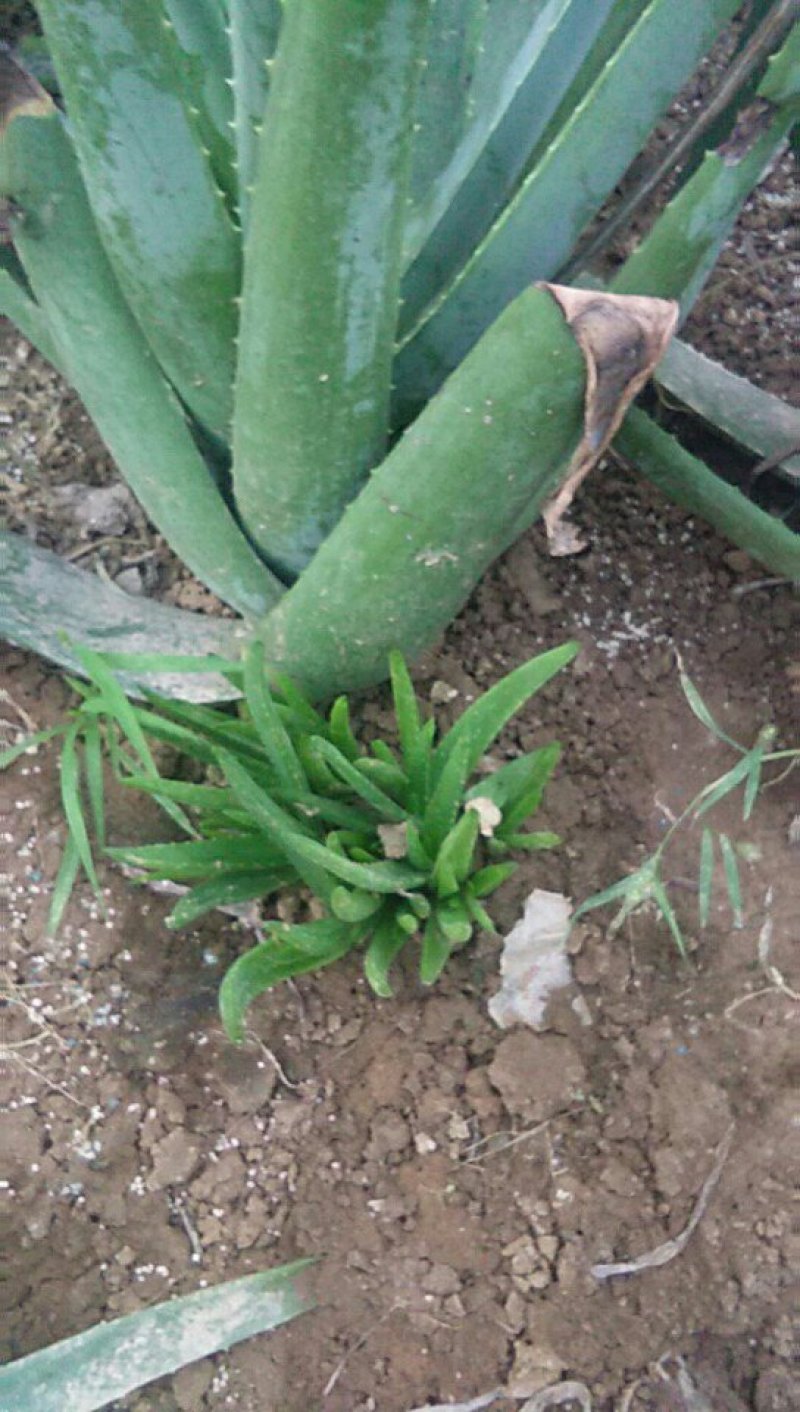 芦荟优质小苗