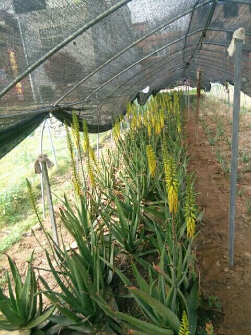 芦荟优质小苗