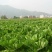 广东省韶关市仁化县丹霞山梅菜干500g/包