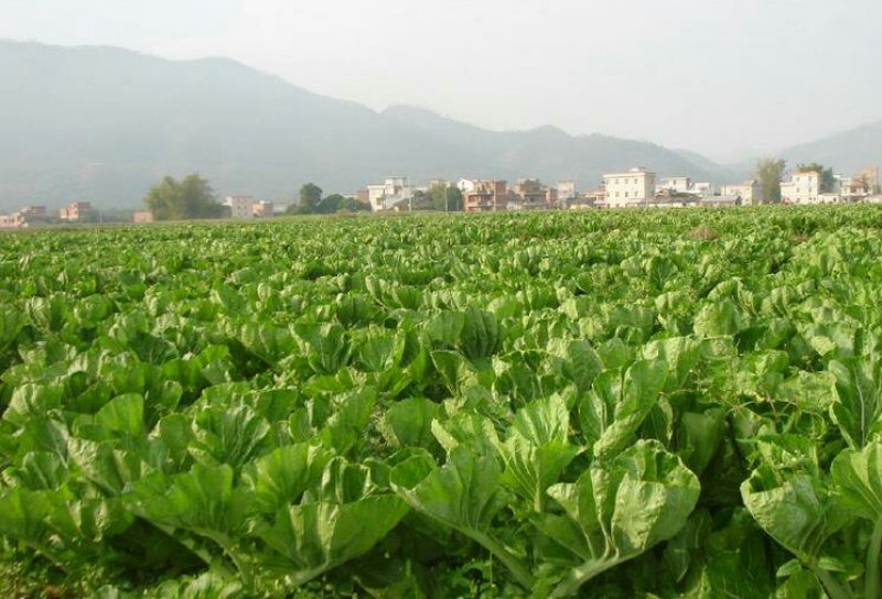 广东省韶关市仁化县丹霞山梅菜干500g/包