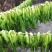 广东省韶关市仁化县丹霞山梅菜干500g/包