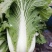 黄心菜白菜7斤以上净菜