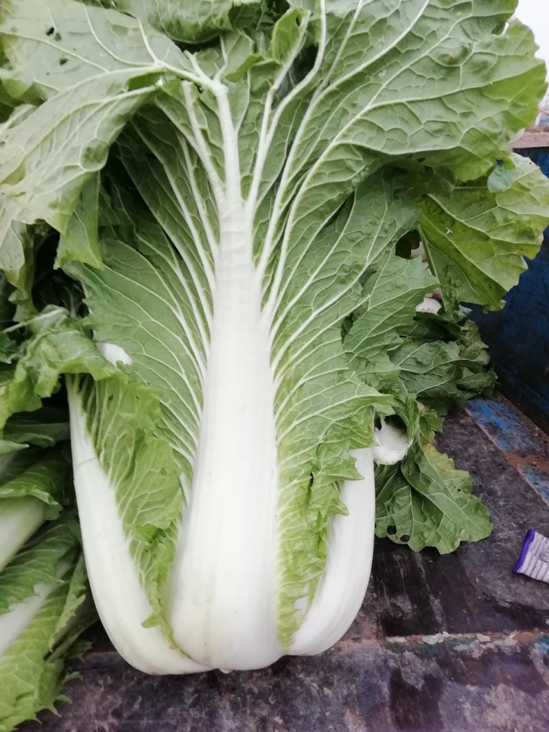 黄心菜白菜7斤以上净菜