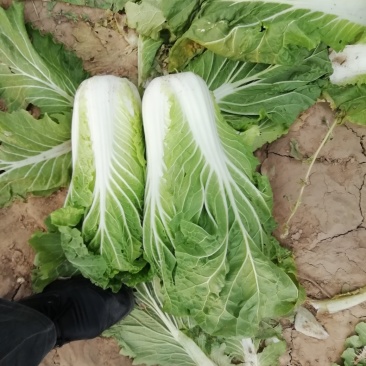 黄心菜白菜7斤以上净菜